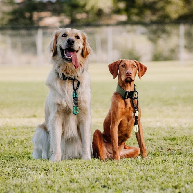 Golden Retriever and Vizsla wearing the green Mini Wanderlust leash by North Tail, made from real climbing rope, ideal for off-leash control and active dogs.