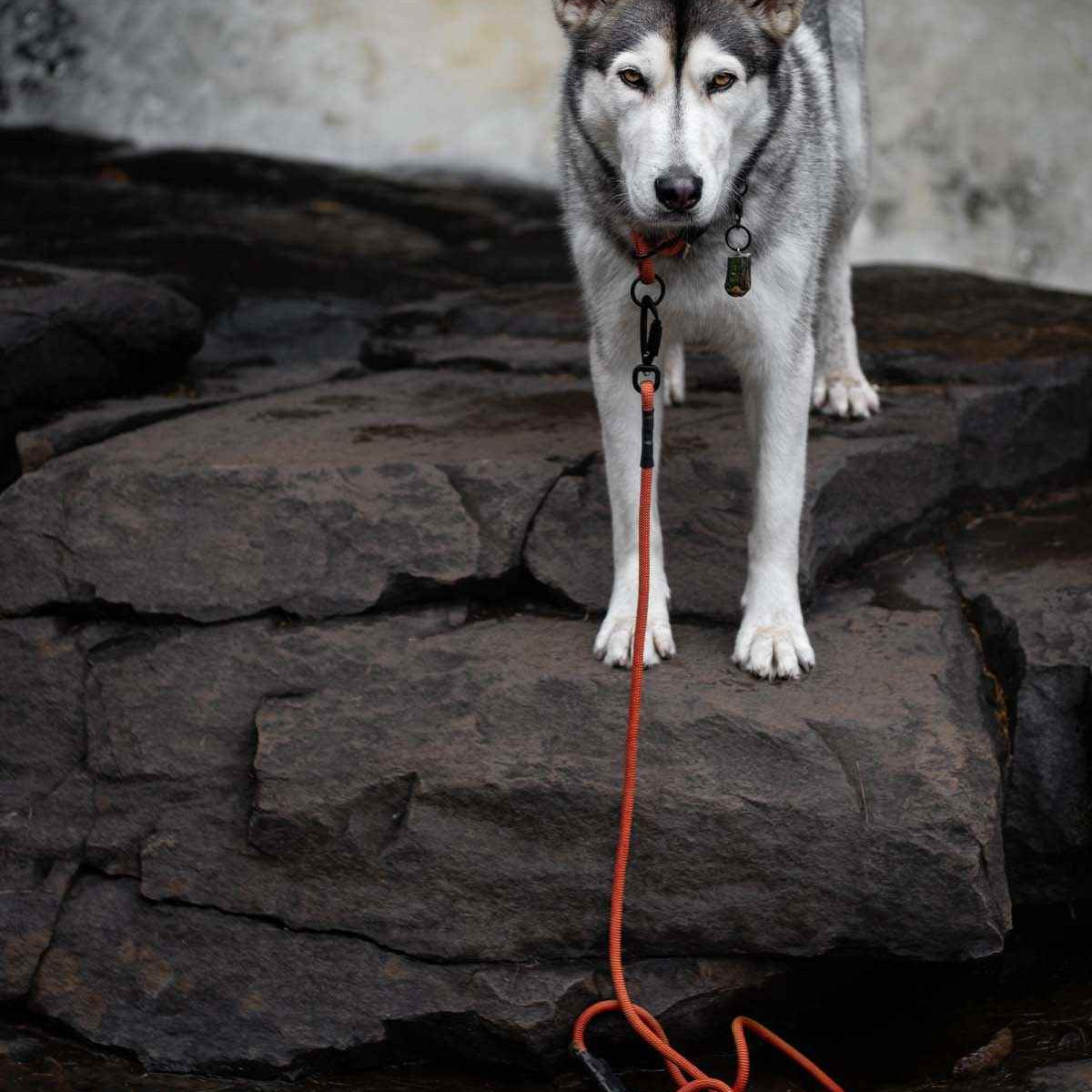 Husky dog on a rope leash made in Canada standing on rocks with a natural background