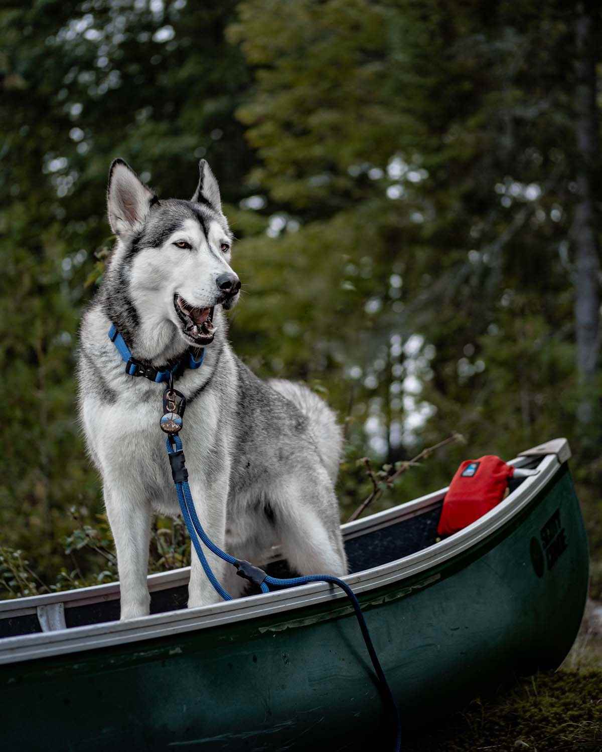 The Summit Seeker North Tail Leash