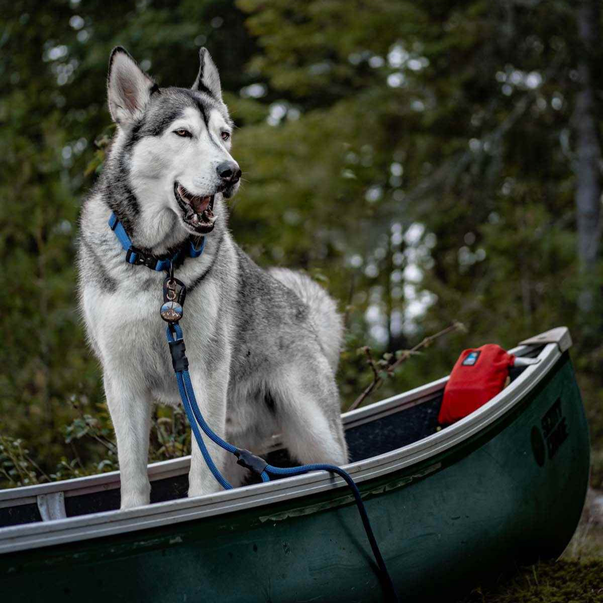 Husky mix dog on a canoe wearing blue Summit Seeker leash with secondary handle, handmade from genuine UIAA certified climbing rope.