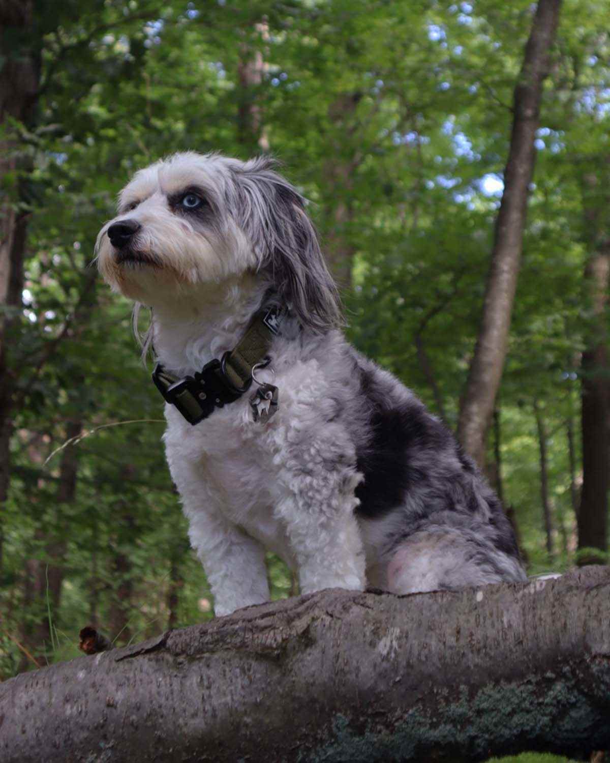 Cedar Green - 1" North Tail Collar