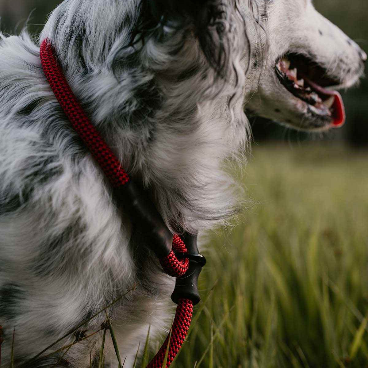 Dog wearing the NT Slip Lead, a rope slip leash with built-in stoppers during an outdoor walk.
