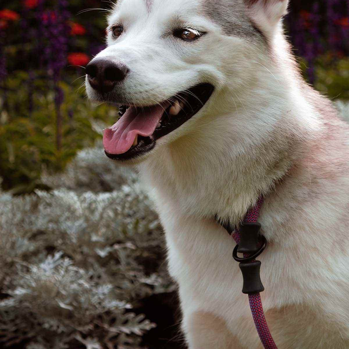 Dog wearing the NT Slip Lead, a rope slip leash with built-in stoppers during an outdoor walk.