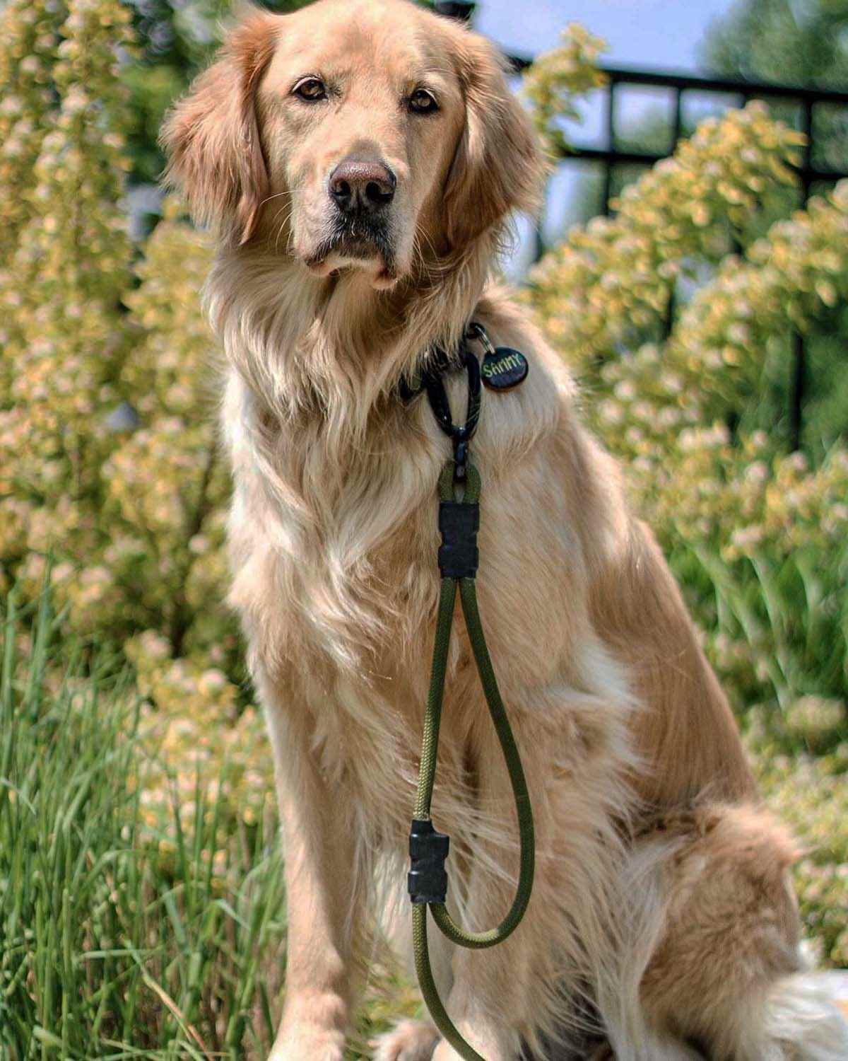 The Summit Seeker North Tail Leash
