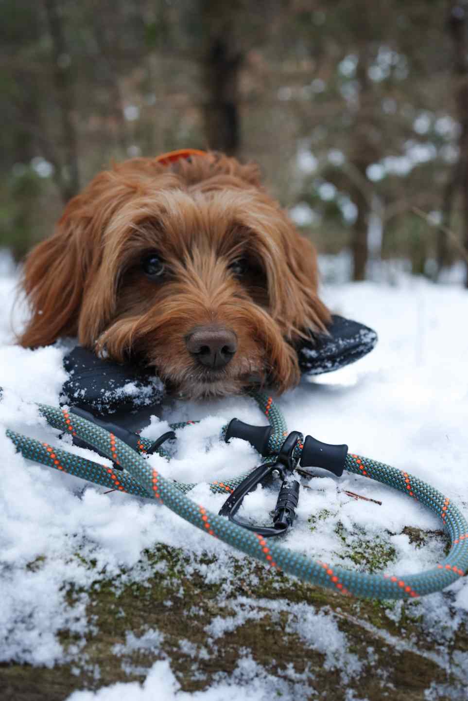 The Summit Adjustable Hands-Free Leash