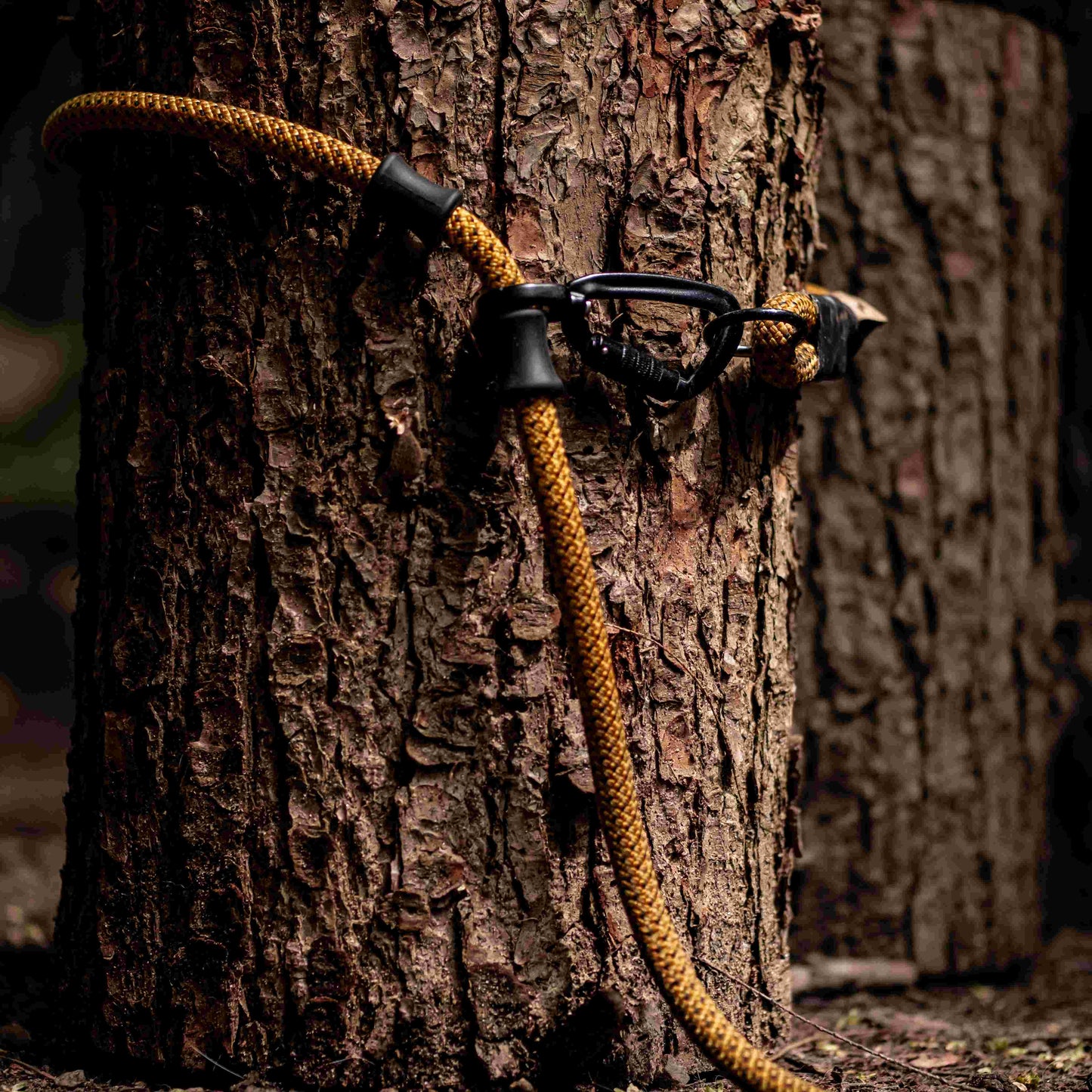 Leash secured to a tree using the adjustable loop, demonstrating its versatility.