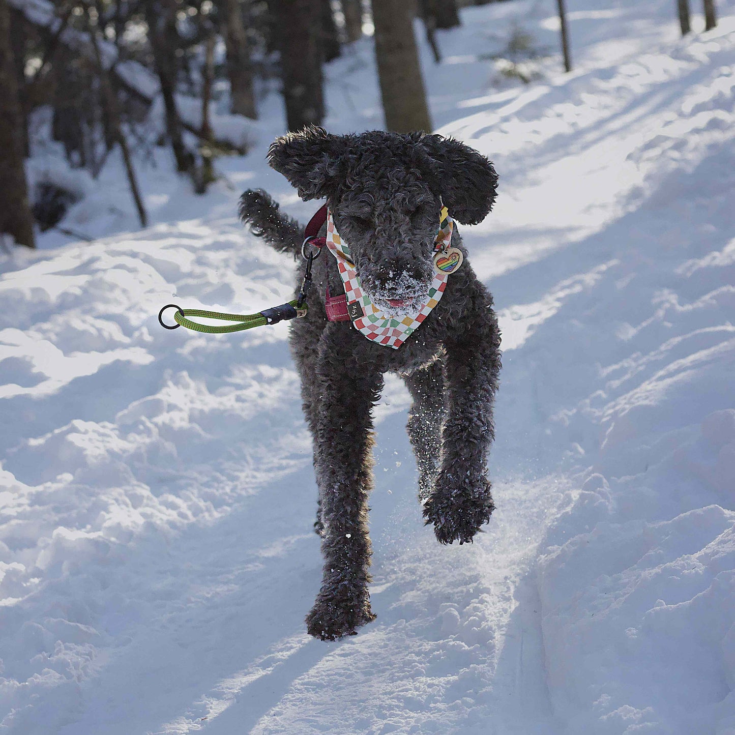 Poodle wearing a green Wanderlust traffic leash by North Tail Inc., standing in the snow. Ideal for close control during walks in busy areas.