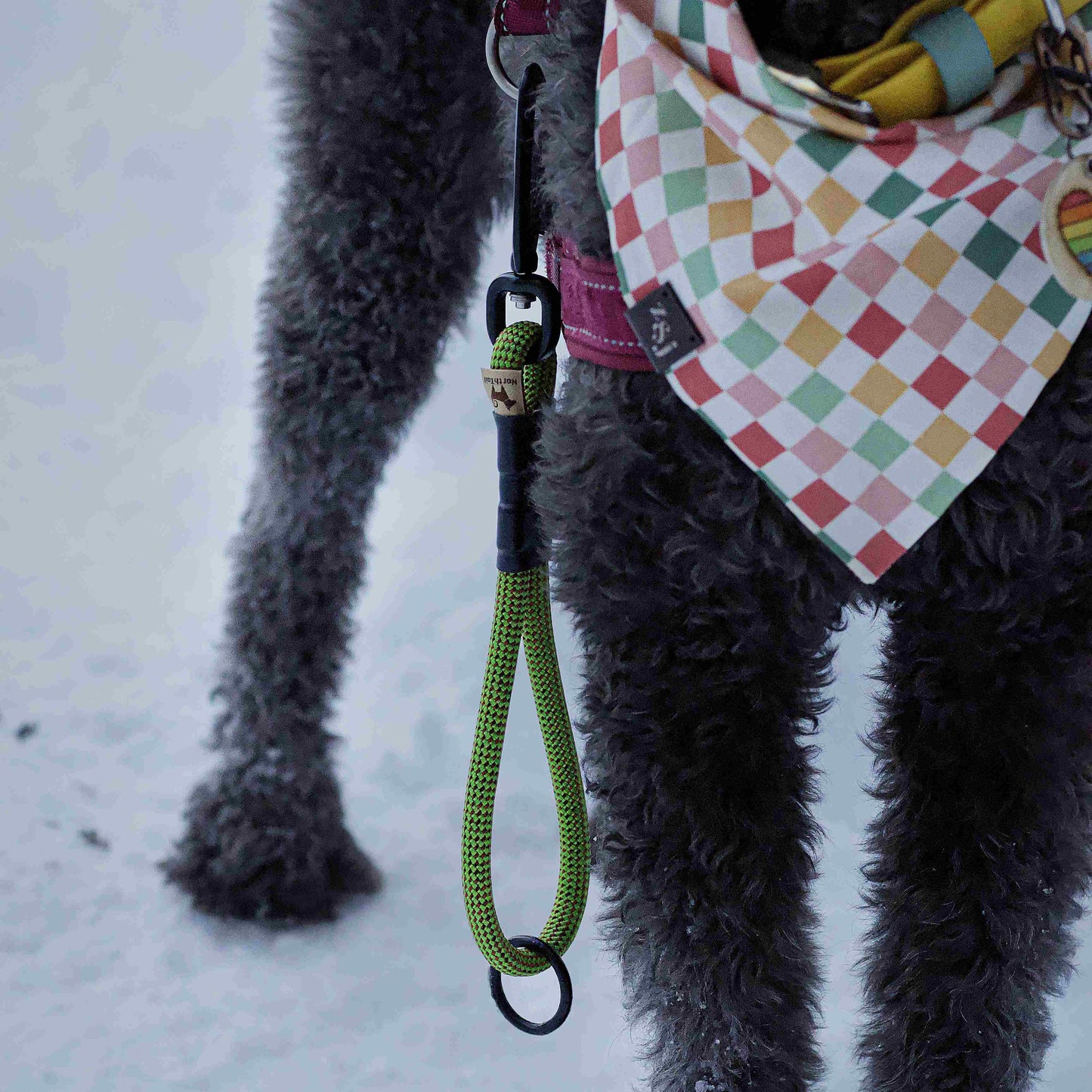 Poodle wearing a green Wanderlust traffic leash by North Tail Inc., standing in the snow. Ideal for close control during walks in busy areas.