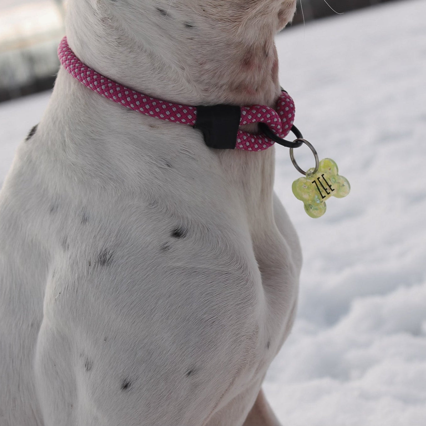 The Trail Ranger Rope ID Collar