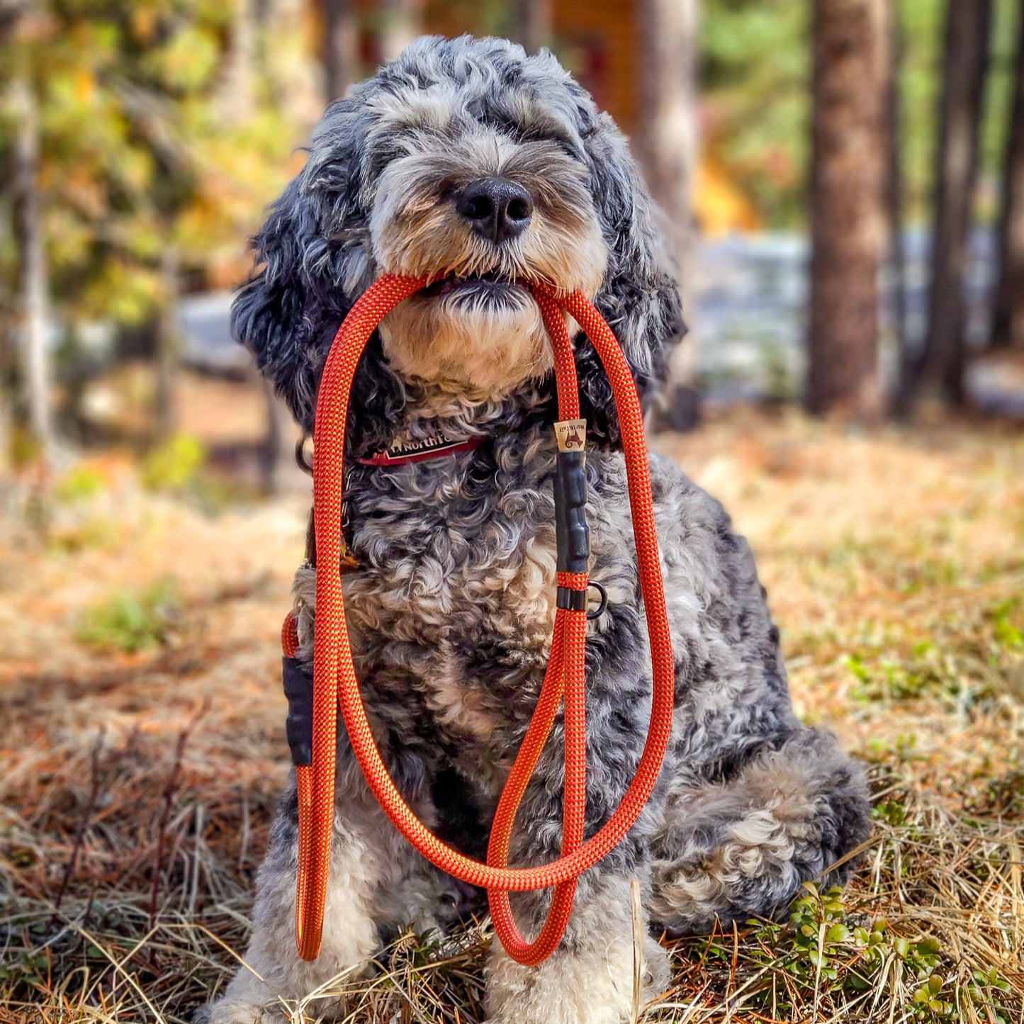 Dog holding an orange North Tail Climbing rope dog leash in its mouth while sitting in a forested area in Canada