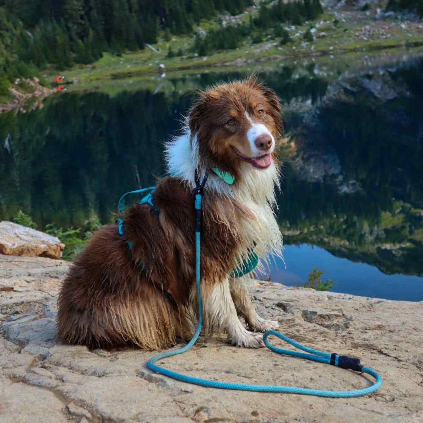 Dog sitting on a rock with a scenic lake and mountains in the background in Canada wearing North Tail climbing rope dog leash made in Canada