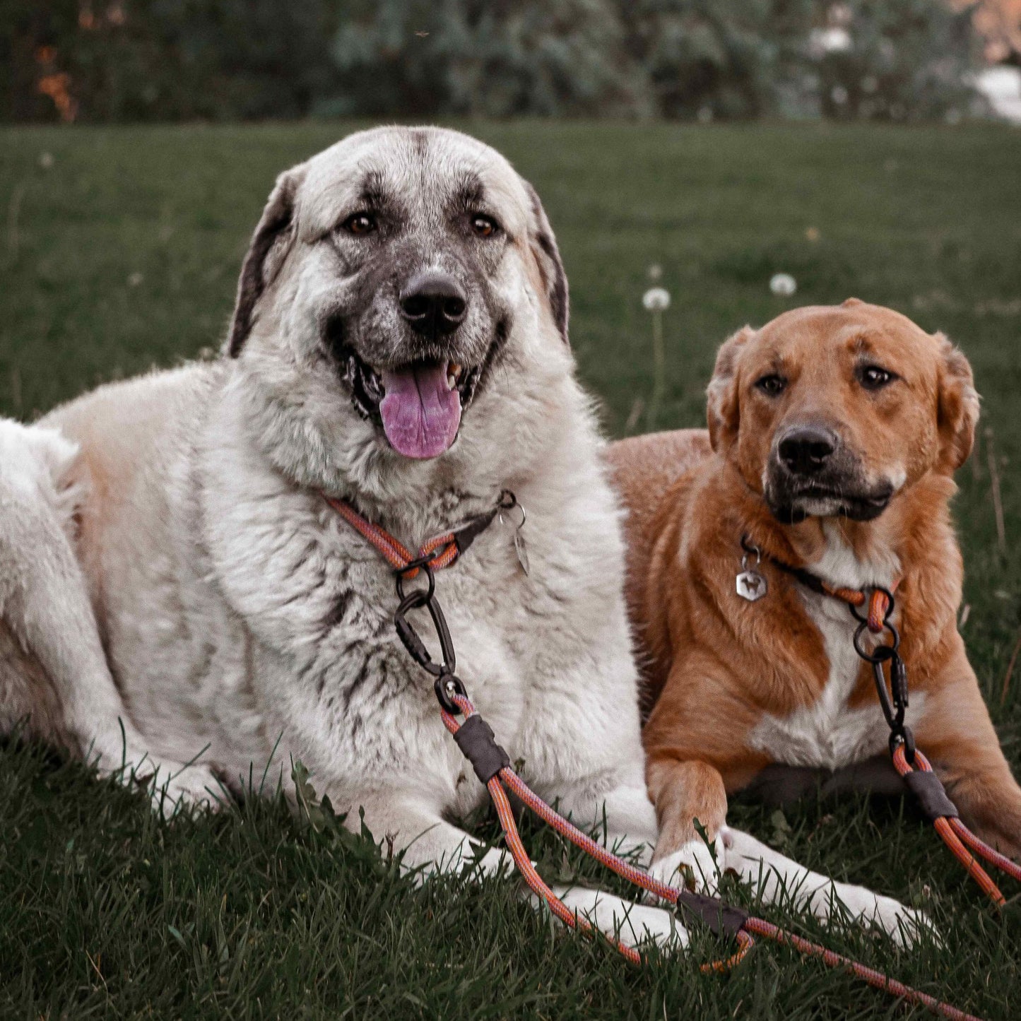 The Summit Seeker North Tail Leash