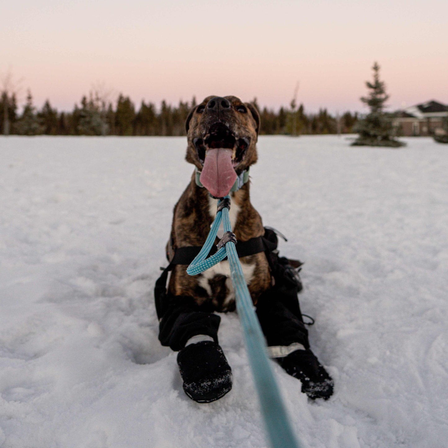 The Summit Seeker North Tail Leash