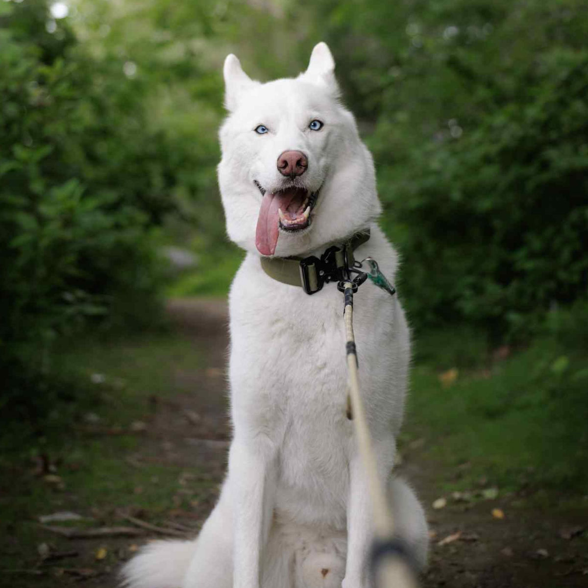 Roam Pro | Quick-Adjustable Hands-Free Leash with Built-In Traffic Handle