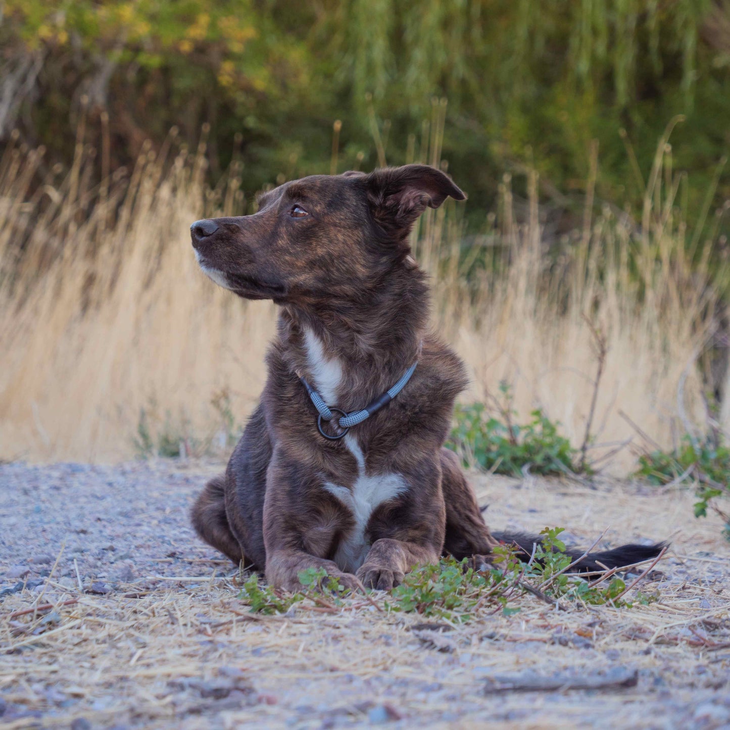 The Trail Ranger Rope ID Collar