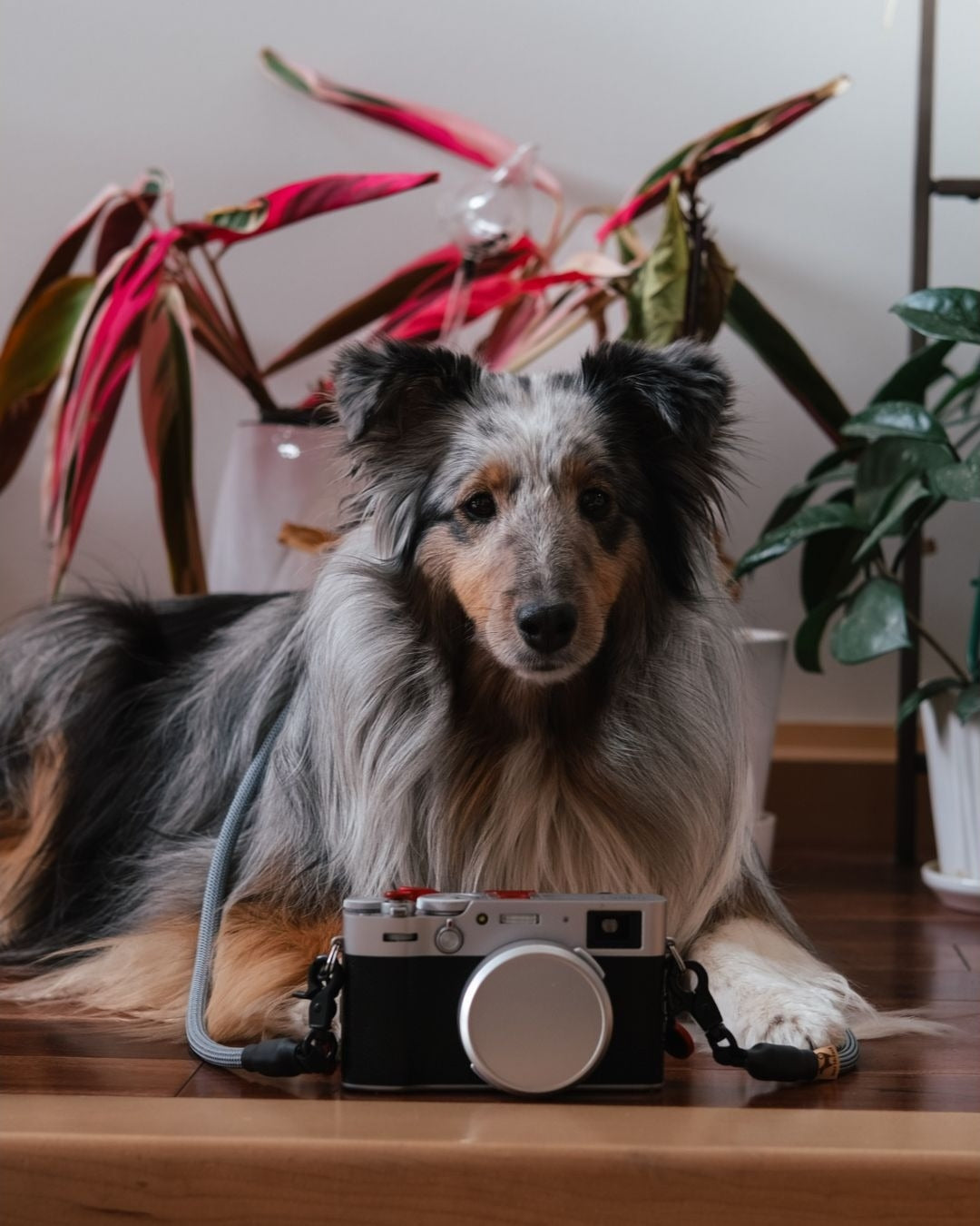 A dog wearing a durable Photophile Adventure Rope Camera Strap made with high-quality materials and strong lobster clips, designed for reliable use by photographers.