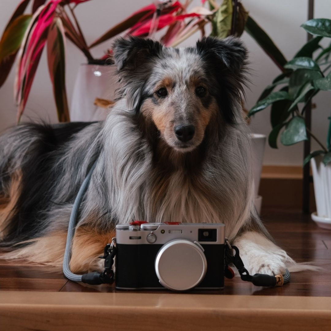 A dog wearing a durable Photophile Adventure Rope Camera Strap made with high-quality materials and strong lobster clips, designed for reliable use by photographers.