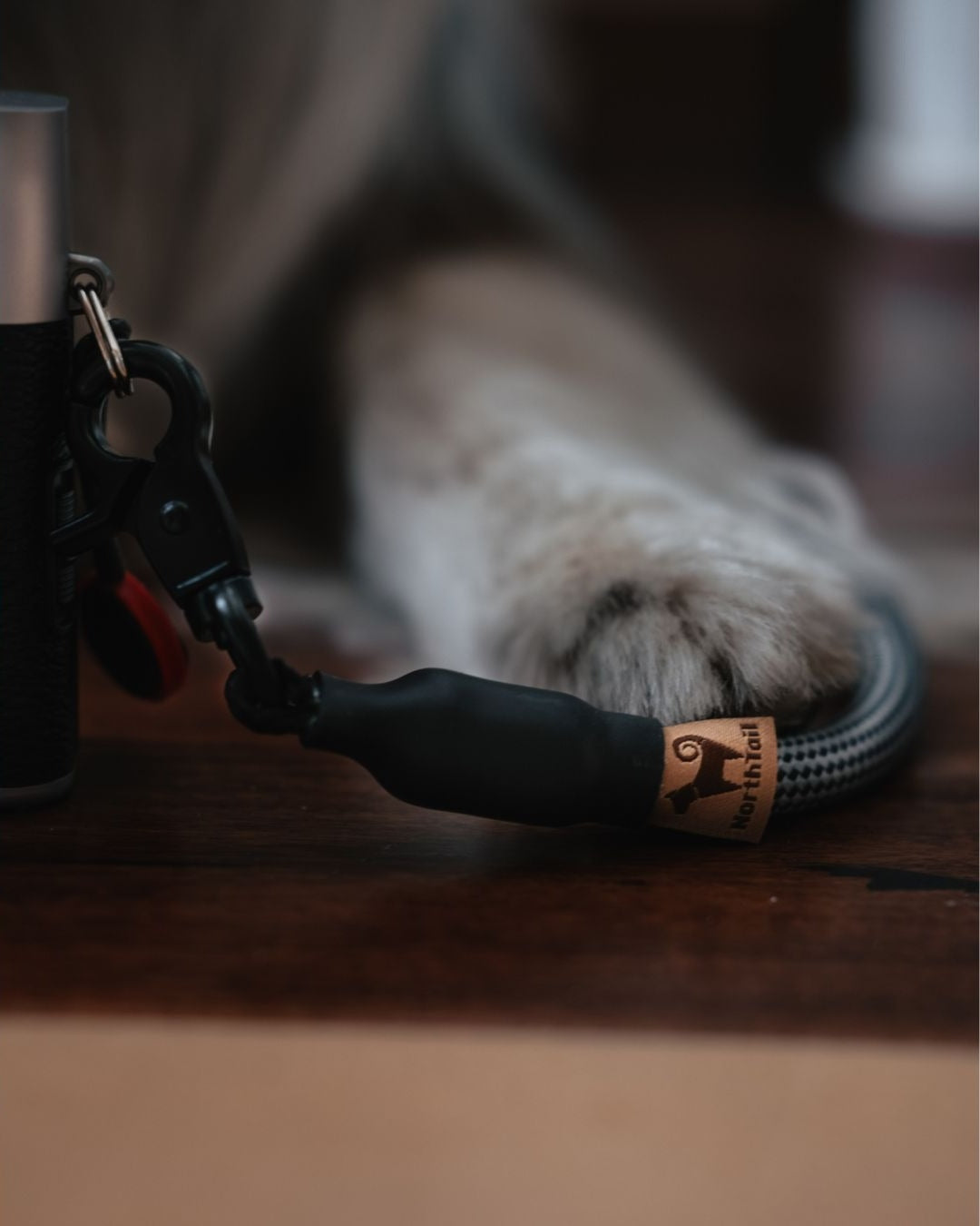 A dog wearing a durable Photophile Adventure Rope Camera Strap made with high-quality materials and strong lobster clips, designed for reliable use by photographers.