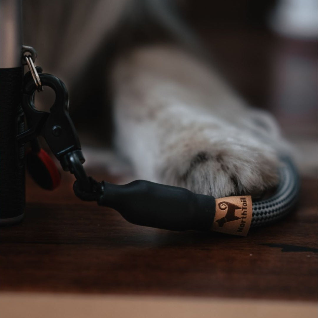 A dog wearing a durable Photophile Adventure Rope Camera Strap made with high-quality materials and strong lobster clips, designed for reliable use by photographers.