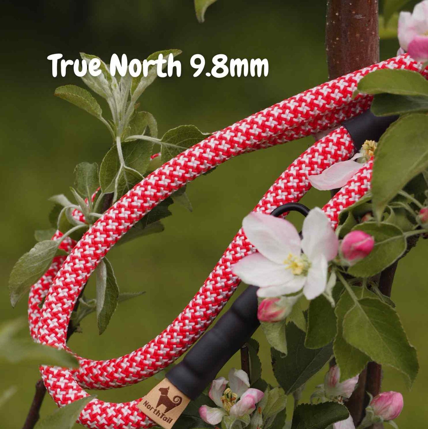 True North 9.8mm climbing rope dog leash by North Tail — handmade in Ontario using genuine UIAA certified rope. Durable and designed for active dogs and outdoor adventures.