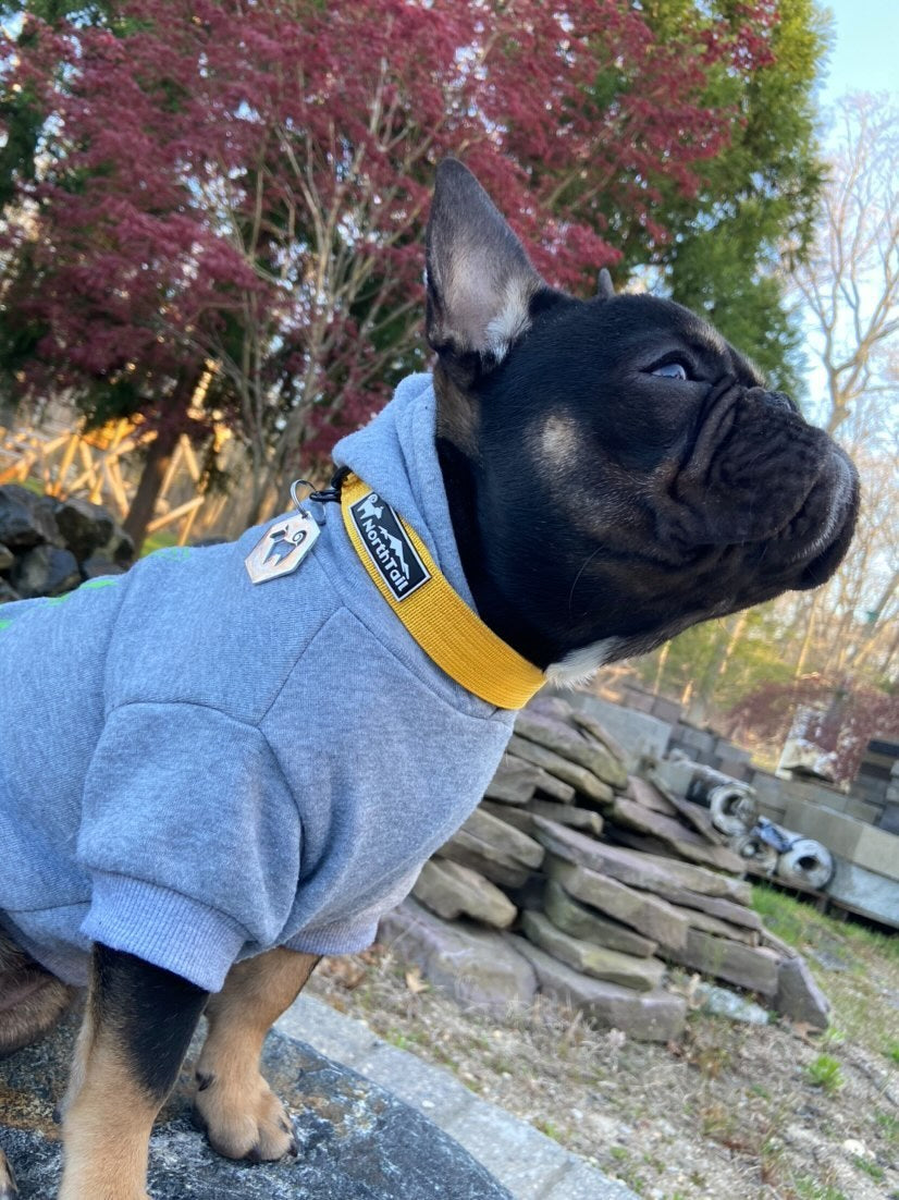 Sunflower Yellow - 1" North Tail Collar