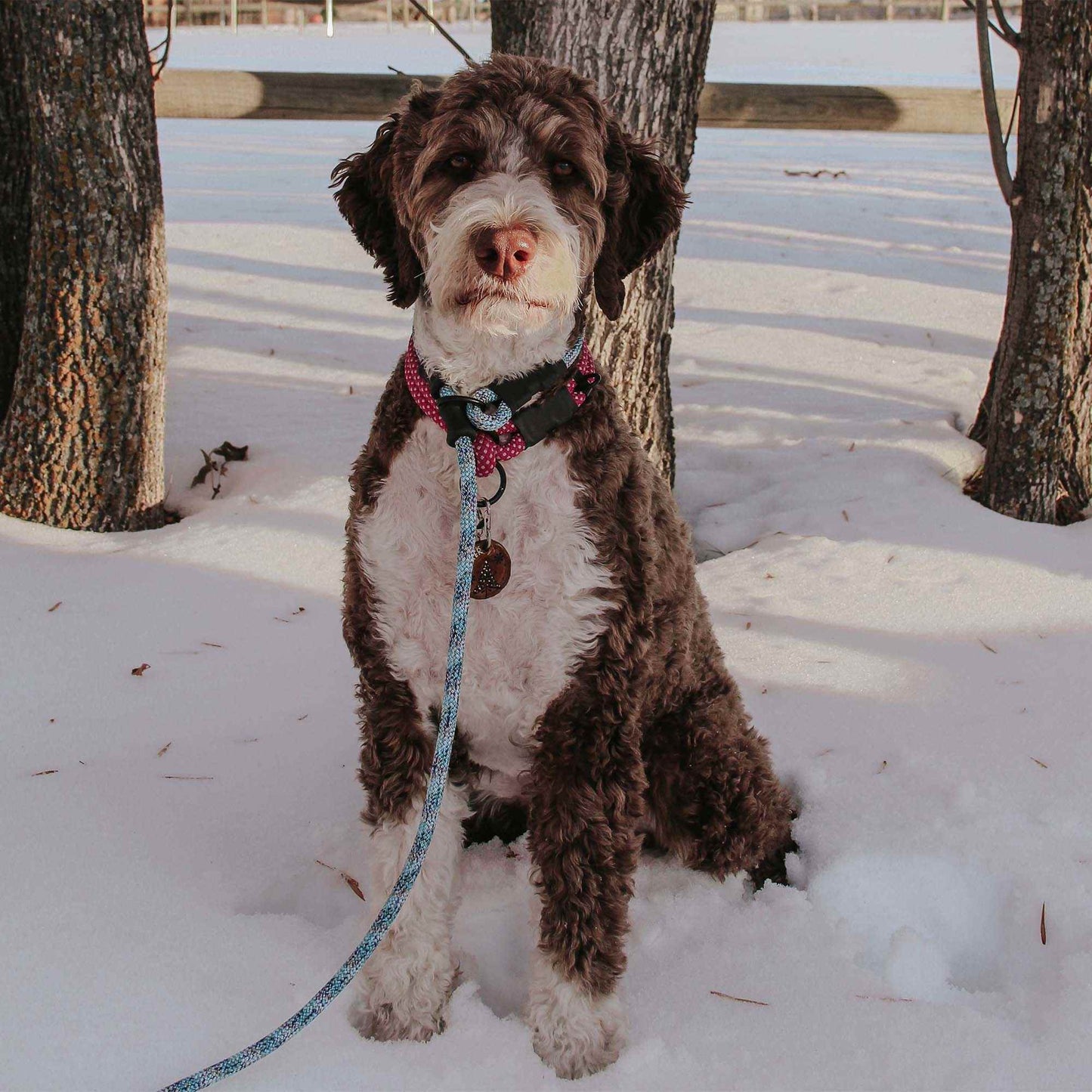 Dog wearing the NT Slip Lead, a rope slip leash with built-in stoppers during an outdoor walk.