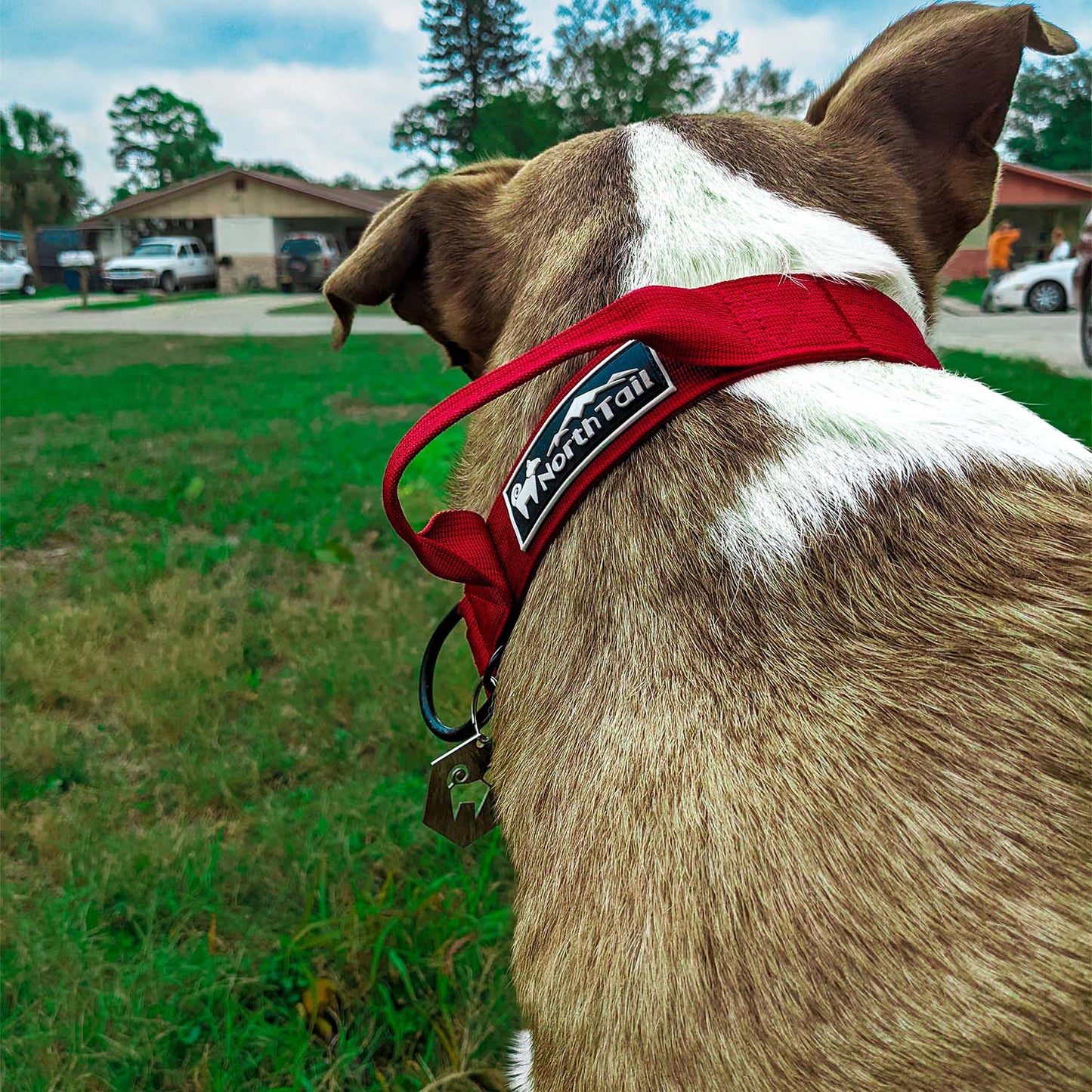 Red Maple - 1.5" North Tail Collar