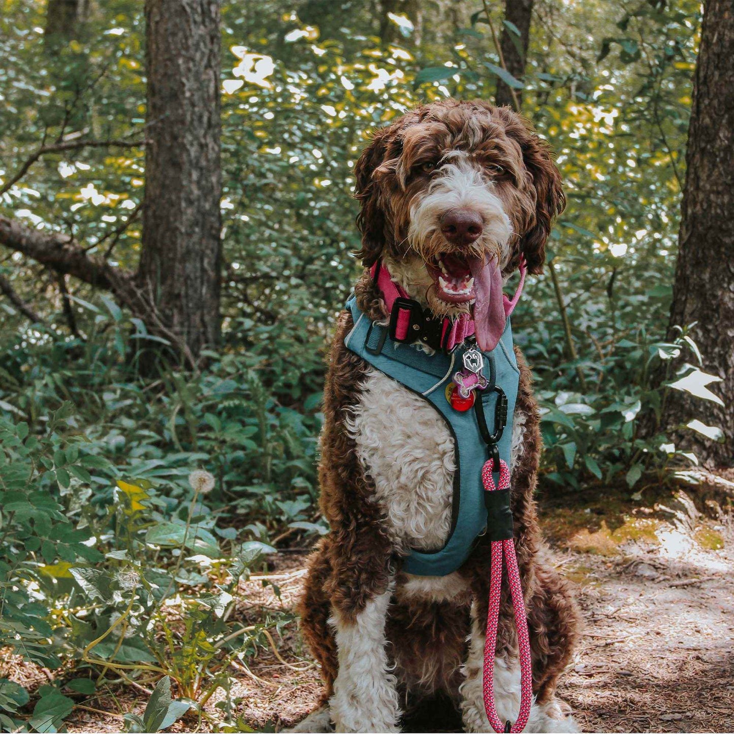 Poodle on a trail wearing a pink heavy-duty buckle collar paired with a pink Wanderlust leash from North Tail.
