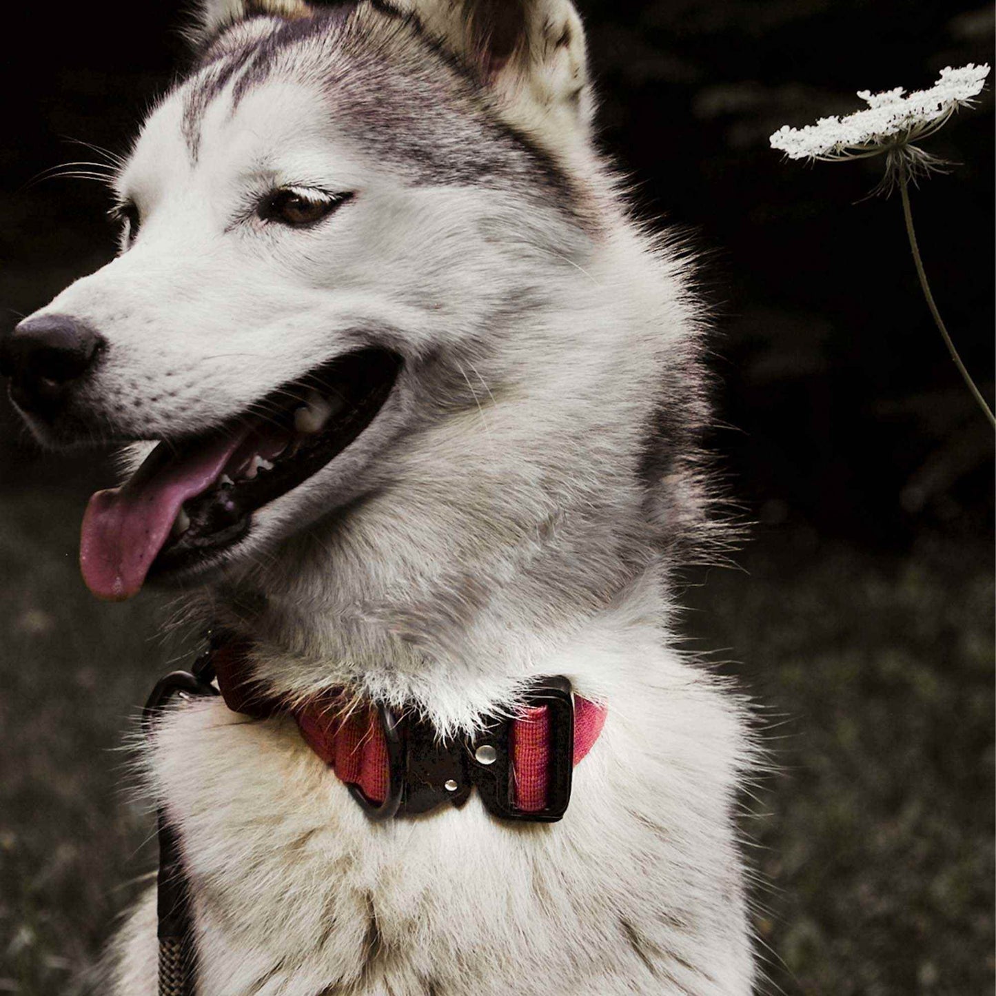 Red Maple - 1.5" North Tail Collar