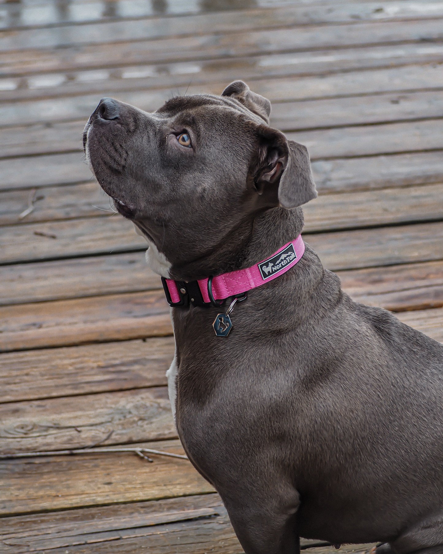 Cosmos Pink - 1" North Tail Collar