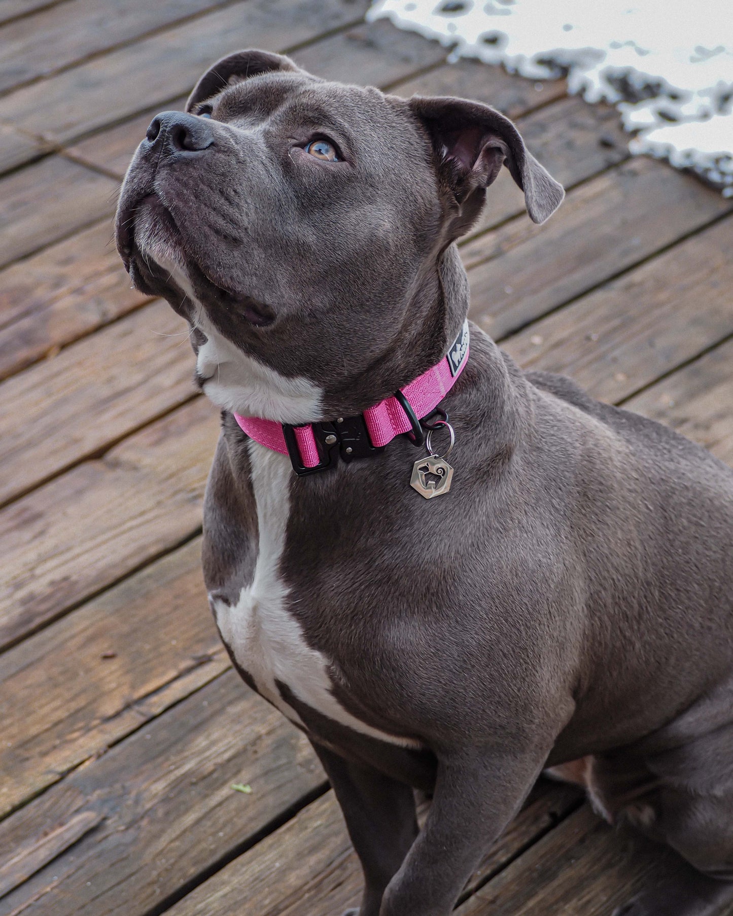 Cosmos Pink - 1" North Tail Collar
