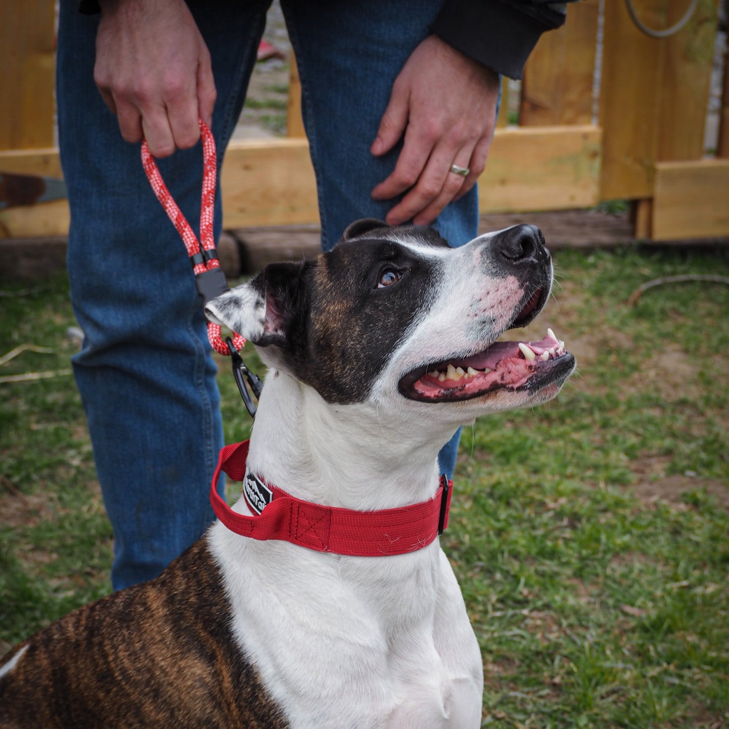 Pit bull wearing a red heavy-duty buckle collar and a North Tail Wanderlust leash, held by its owner during a walk.