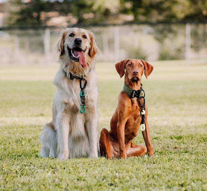 Non-climbing rope - The Wanderlust North Tail Leash