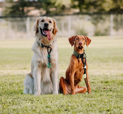 Non-climbing rope - The Wanderlust North Tail Leash