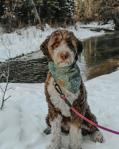 Non-climbing rope - The Sniff Walker North Tail Leash