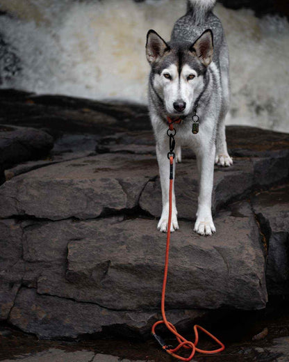 Non-climbing rope - The Sniff Walker North Tail Leash