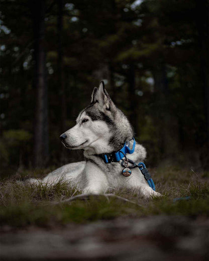 Blue Hydrangeas - 1.5" North Tail Collar