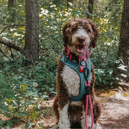 Non-climbing rope - The Wanderlust North Tail Leash