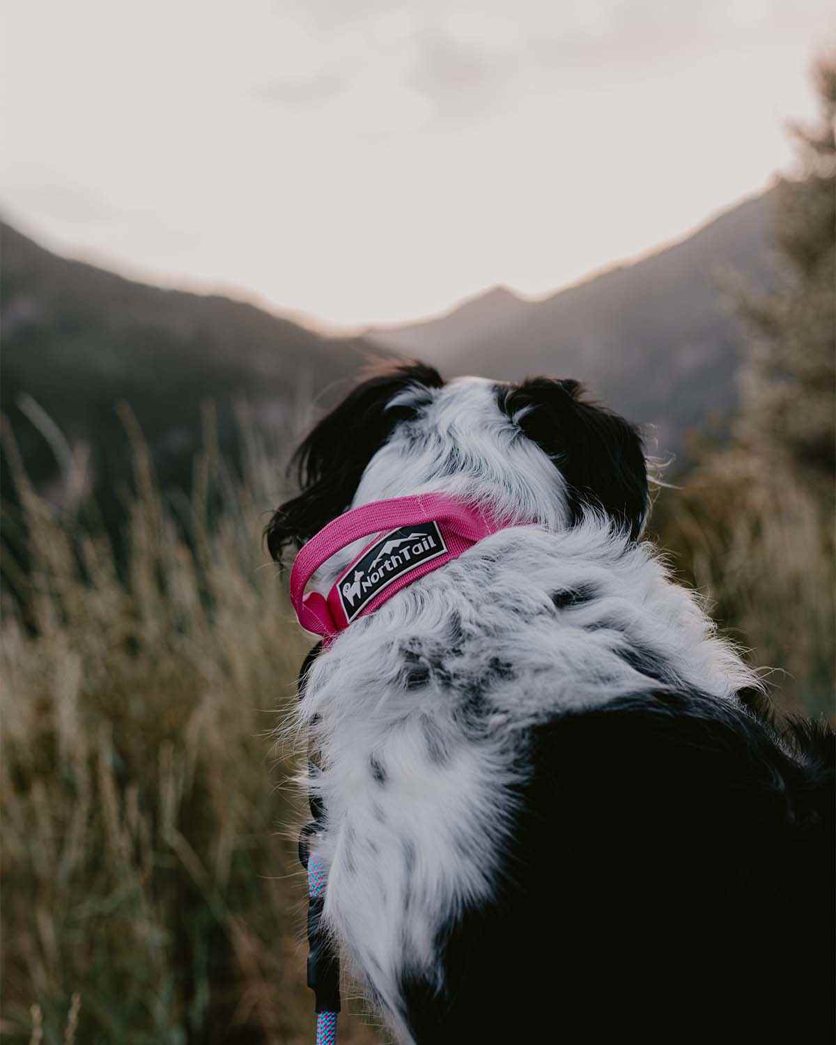 Cosmos Pink - 1.5" North Tail Collar