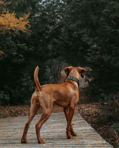 Cedar Green - 1.5" North Tail Collar