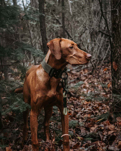 Cedar Green - 1.5" North Tail Collar