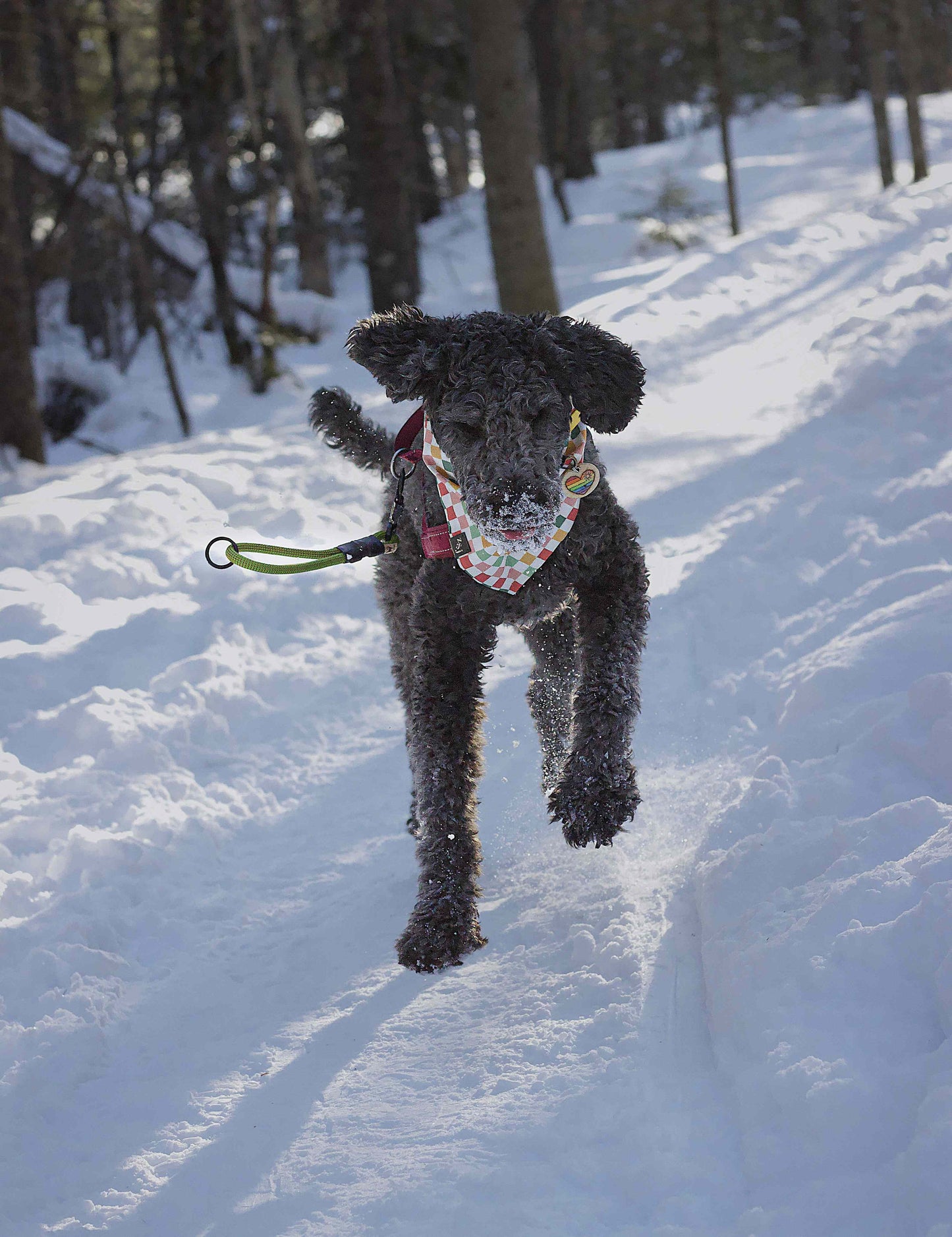 The Wanderlust Leash