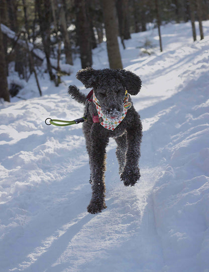 The Wanderlust Leash