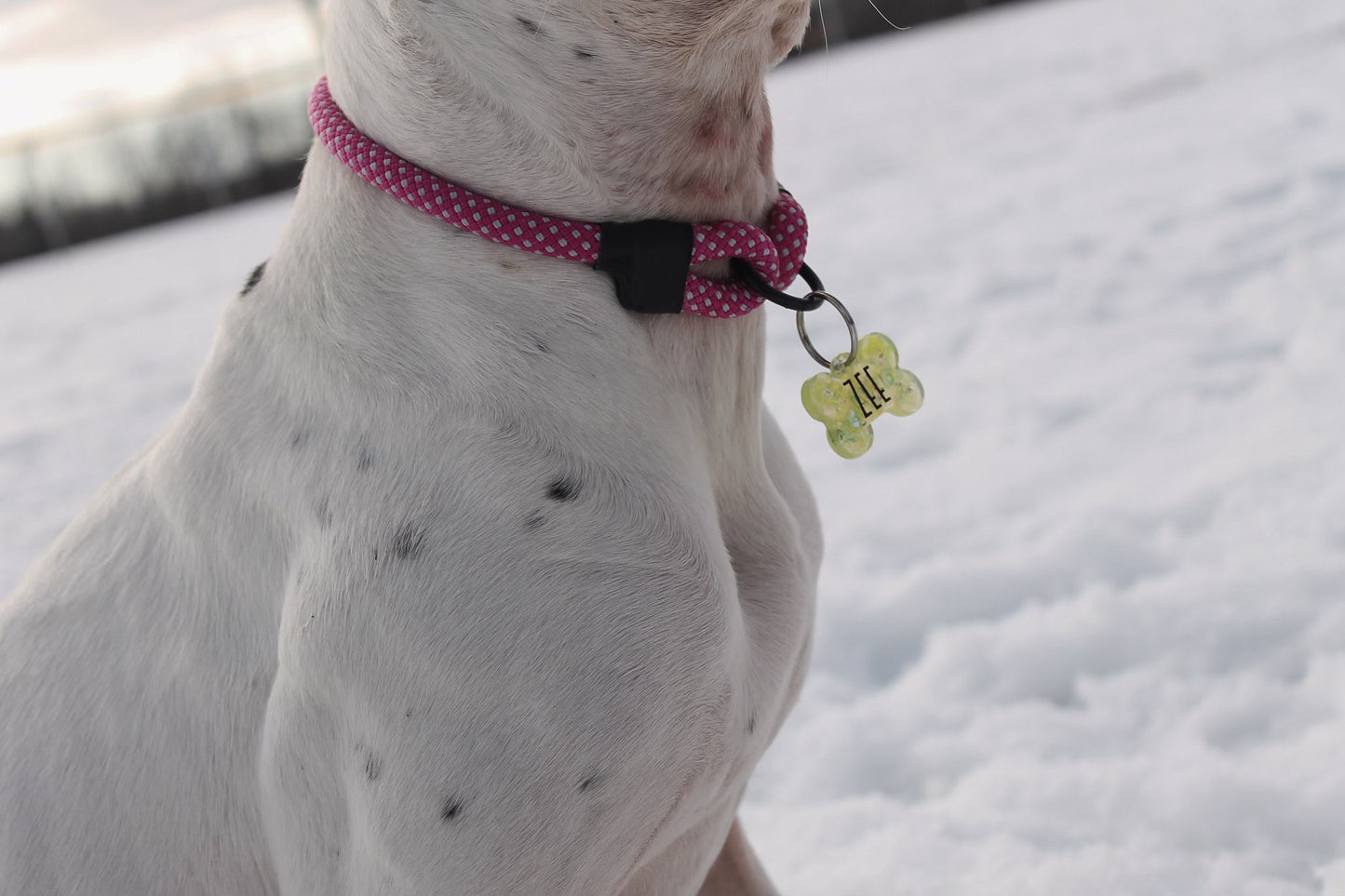 The Trail Ranger Rope ID Collar