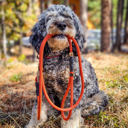 Dog holding an orange North Tail Climbing rope dog leash in its mouth while sitting in a forested area in Canada