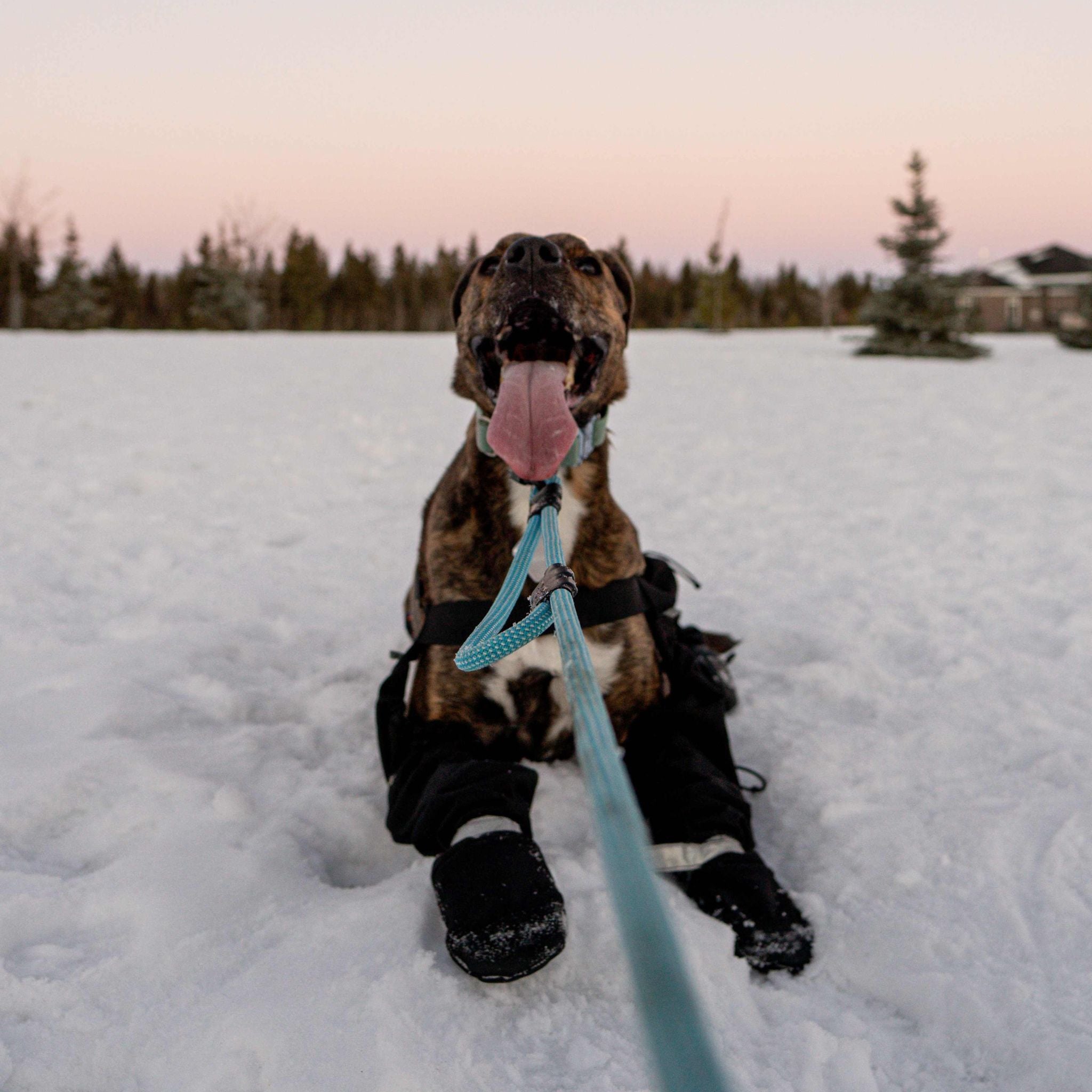 Summit Seeker | Everyday Leash with Built-In Traffic Handle