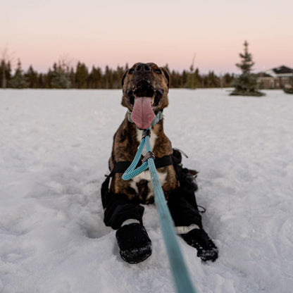 The Summit Seeker North Tail Leash