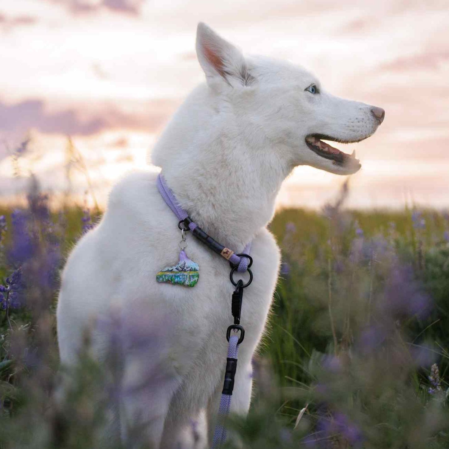 The NT Slip Collar