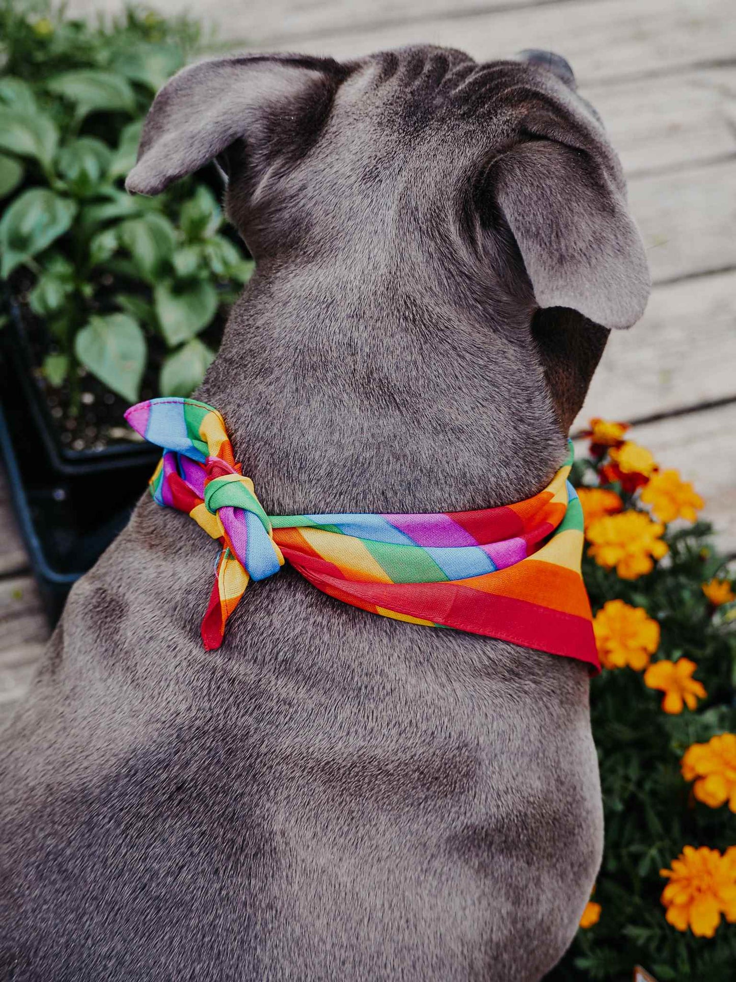 Rainbow Bandana - Walk with Pride