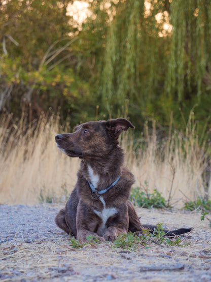 The Trail Ranger Rope ID Collar